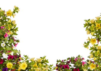 frame Growing Calibrachoa million bells