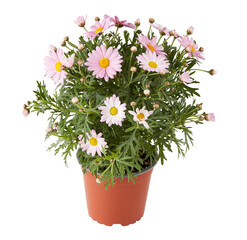 Marguerite daisy Plant pink in pot