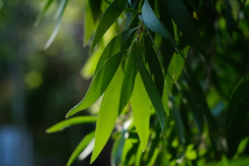 green leaves bokeh background