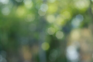 green leaves bokeh background in the sunlight