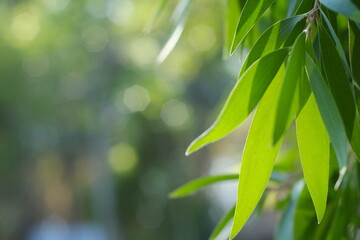 green leaves bokeh background