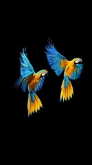 Obraz premium Blue-and-yellow Macaws, Flying on Black Background, Realistic Photo, Texture, Pattern Background, Wallpaper, Cover and Screen for Smartphone, PC, Laptop, 9:16 and 16:9 Format