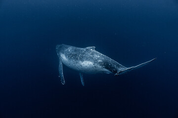 Whale in the ocean
