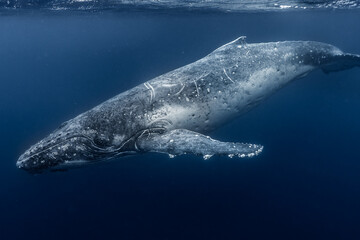 Whale in the water beautiful