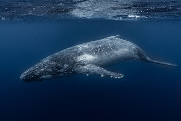 Beautiful whale in the water