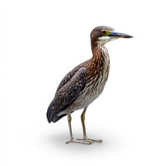 A solitary green heron with a brown body and long beak, standing against a clean white background in profile.