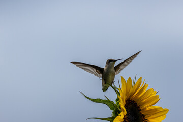Ruby Throated Hummingbird, Archilochus colubris, on Sunflower on gray cloudy day blue gray background copy text space