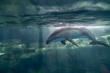 Fototapeta premium カマイルカ 海遊館
