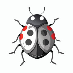  vector ash grey lady beetle vector art walking view
