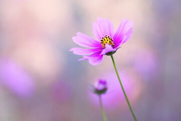 Fototapeta premium 可愛いピンクのコスモス