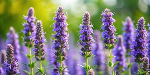 Obraz premium Hyssop blooms with a background, hyssop, herb, flowers, blossom, purple, plant, isolated, spring, blooming, botanical