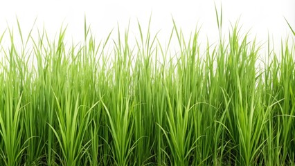 Tall grass isolated on white background, tall, grass, isolated, white, background, green, nature, natural, plant