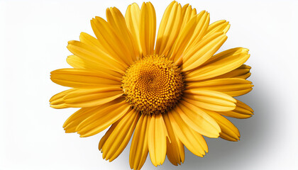 Fototapeta premium Arnica Flower Isolated on White Background