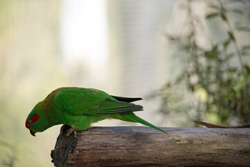 The musk lorikeet is mainly green and it is identified by its red forehead, blue crown and a...