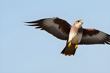 Obraz premium Colorful Chula Kite isolated on white background