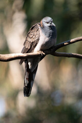 The peaceful dove has a pink-grey breast with checkered grey-brown wings.