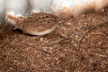 Quails are very small birds that belong to the pheasant and partridge species