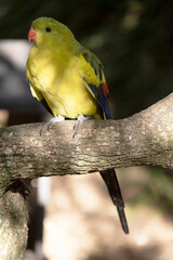 The female regent parrot is all light green. It has yellow shoulder patches and a narrow red band crosses the centre of the wings and yellow underwings