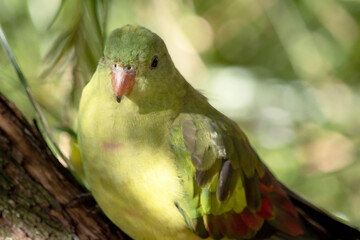 The female regent parrot is all light green. It has yellow shoulder patches and a narrow red band crosses the centre of the wings and yellow underwings.