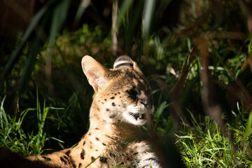 The serval is a wild cat with black spots on a gold body.