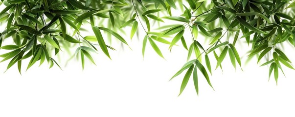 Obraz premium Bamboo Leaf, tropical plant, flat design, fresh green, isolated on white background