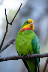 the superb parrot has a green body with red under its neck and yellow forehead and chin