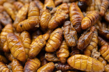 Full frame shot of fried silkworm pupae. Silkworm pupae are a good source of protein, lipids, minerals, and vitamins and are considered a good source of nutrients for humans.