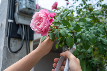 Cropped shot view of someone trying to cut a roses from rose tree. 