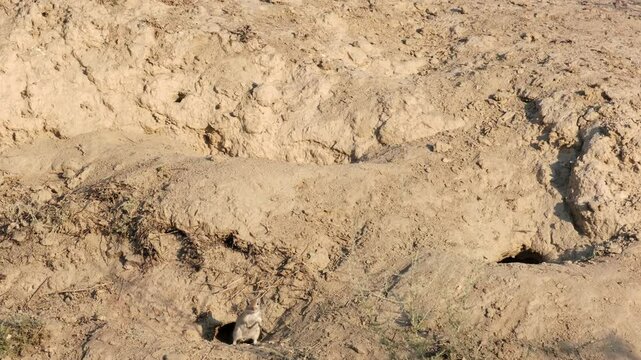 A small rodent, a ground squirrel, near its burrow.