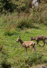 Mountain goats in their natural habitat, at an altitude of 2700 meters above sea level. Goats are high in the mountains. wildlife, nature conservation. Wildlife poster, print