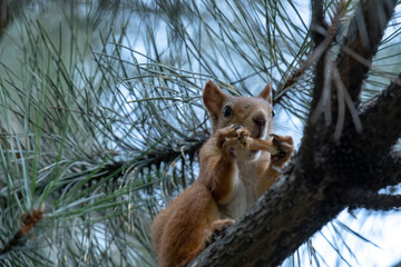 Red squirrel in the forest.