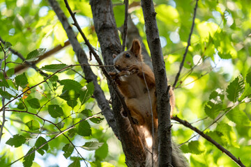 Red squirrel in the forest.