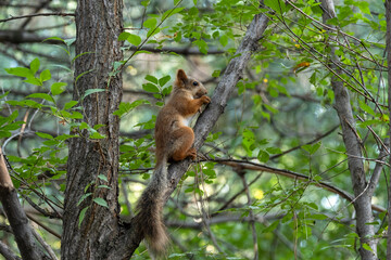 Red squirrel in the forest.