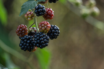 Blackberries on a bush in the garden.
