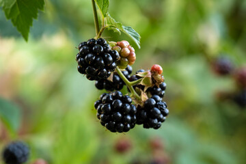 Blackberries on a bush in the garden.