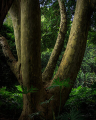 Fototapeta premium Giant fig trees in Hyde Park Sydney Australia