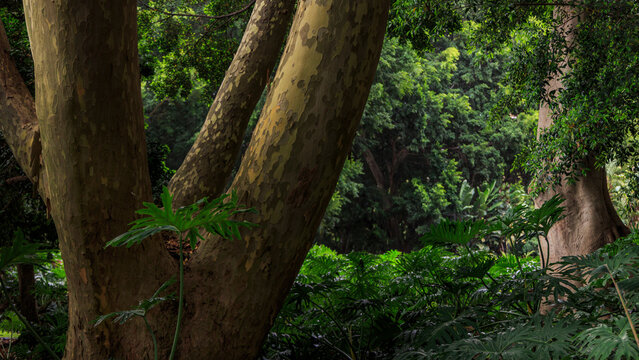 Giant fig trees in Hyde Park Sydney Australia