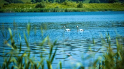 Two Swans Swimming in a Blue Lake with Green Grass in the Foreground