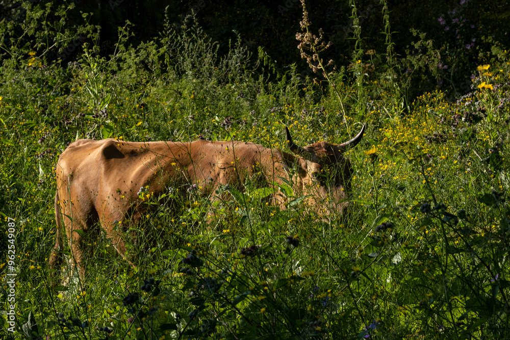 Wall mural a cow grazes in tall grass