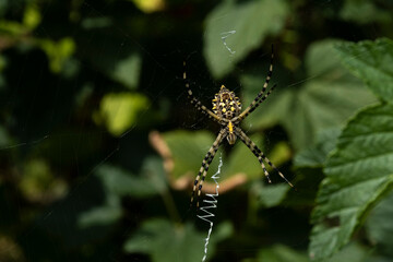 A large Argiope spider on a web in the garden.
