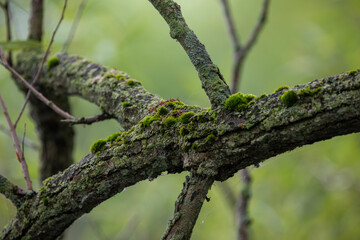 Moss-covered branches in an Ontario Provincial Park.