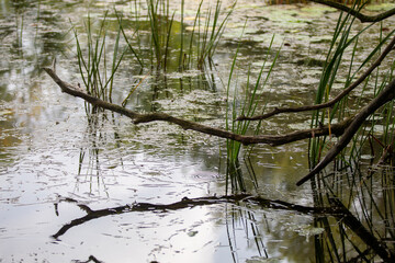 Moss-covered branches in an Ontario Provincial Park.