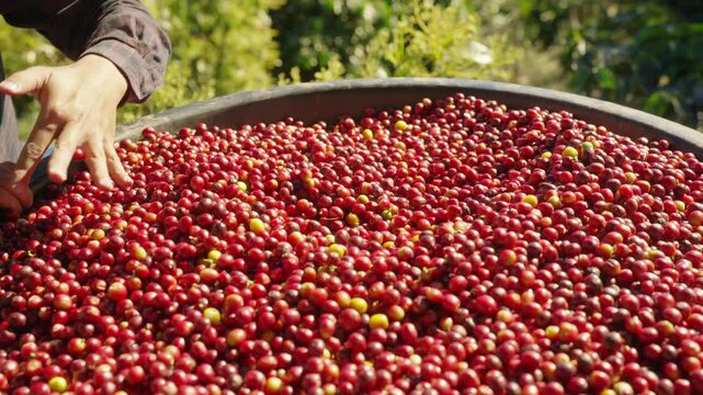 Asian man farmer removing red cherry coffee beans shell in shelling machine in coffee plantation. Farm worker growing and harvesting organic arabica coffee berries. Food and drink industry concept.