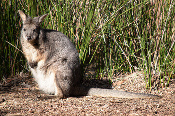 The tammar wallaby has dark greyish upperparts with a paler underside and rufous-coloured sides and limbs.