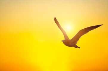 Seagull flying at Sunset Over river