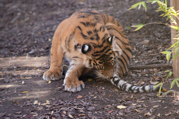 Tigers are powerful hunters with sharp teeth, strong jaws and agile bodies