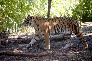 Tigers are powerful hunters with sharp teeth, strong jaws and agile bodies.