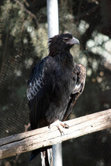 The Wedge-tailed Eagle is a dark brown-black color. The beak of the Wedge-tailed Eagle is pale cream.