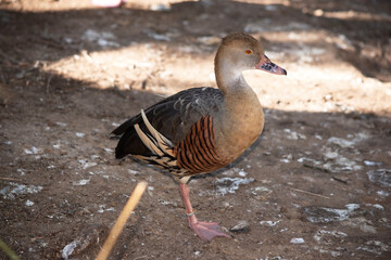 The plumed whistling duck's face and fore-neck are light, the crown and hind neck are pale brown and the brown feathers of the upper back are edged buff.