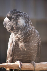 The white tailed cockatoo is a black bird with white edging around its feather and a white cheek...